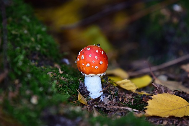 Herbstgenüsse